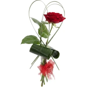 Single Red Rose