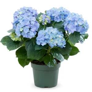 Hydrangea Plant – Ortensia