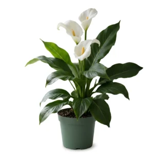 Peace Lily – Spathiphyllum