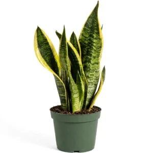 Snake Plant – Sansevieria