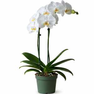 White Orchid Plant