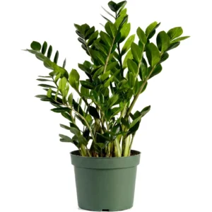ZZ Plant – Zamioculcas