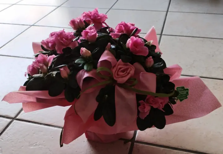 Pink flowering plant from an actual Florist Mia order